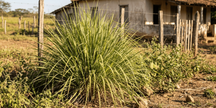 A erva resistente do quintal que cresce fácil e vira chá tradicional no interior