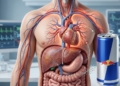 O que acontece com o fígado e a saúde cardiovascular de quem consome Red Bull