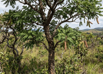 A planta brasileira usada na medicina tradicional que pode ajudar na cicatrização e na saúde da pele