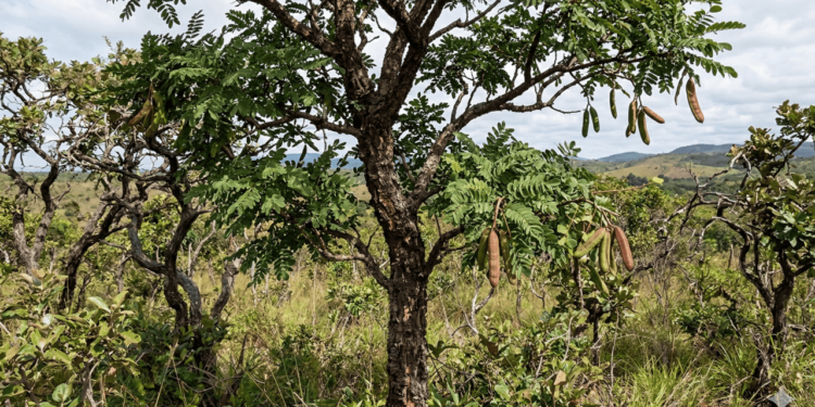 Outro ponto frequentemente mencionado é o potencial antibacteriano do barbatimão