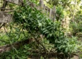 Pouca gente sabe, mas essa planta que nasce sozinha no quintal é uma das mais ricas em proteína vegetal