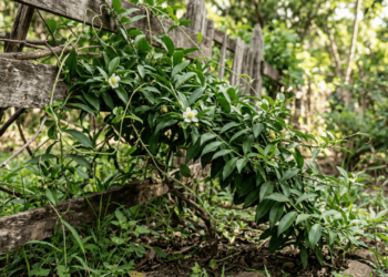 Pouca gente sabe, mas essa planta que nasce sozinha no quintal é uma das mais ricas em proteína vegetal