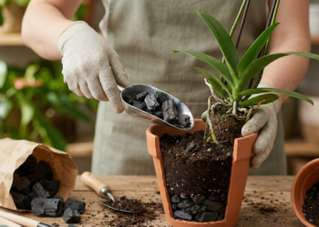 Poucos sabem por que recomendam colocar carvão vegetal nos vasos e para que serve