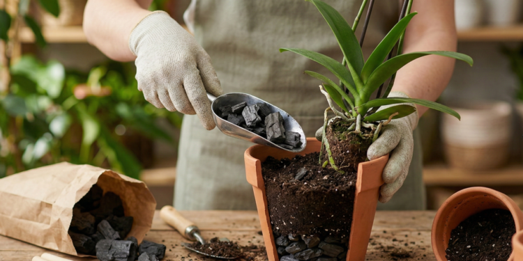 Poucos sabem por que recomendam colocar carvão vegetal nos vasos e para que serve