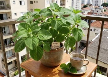 Boldo cultivado em vaso na varanda garante folhas frescas para preparar chá digestivo sempre que necessário.