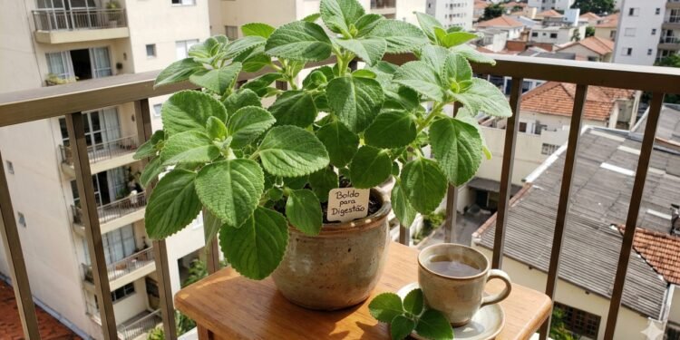 Boldo cultivado em vaso na varanda garante folhas frescas para preparar chá digestivo sempre que necessário.