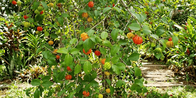 A escolha das espécies é o primeiro passo para ter um quintal produtivo sem ficar amontoado