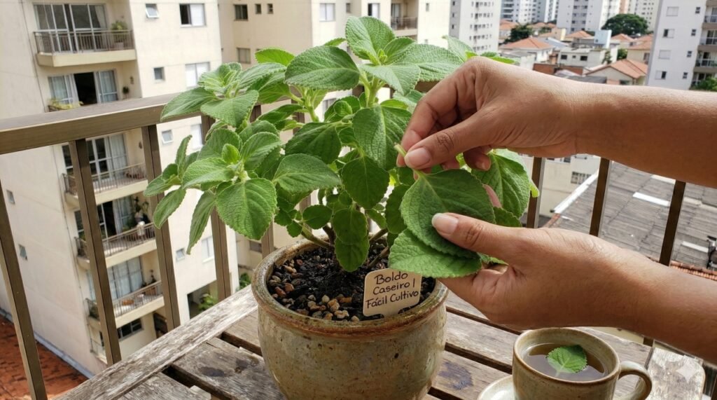 Colheita de folhas de boldo em apartamento mostra como é simples manter uma planta medicinal em casa.