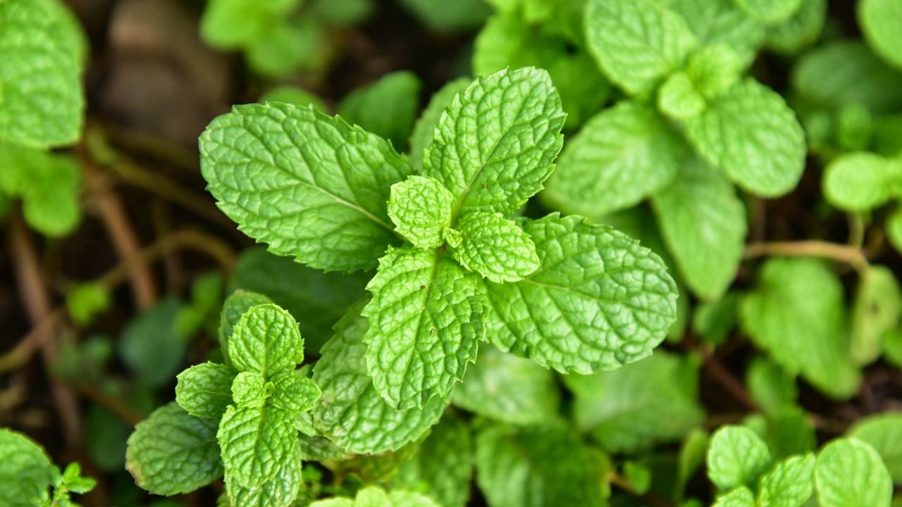 Planta medicinal fácil de cultivar que ajuda a melhorar a digestão naturalmente
