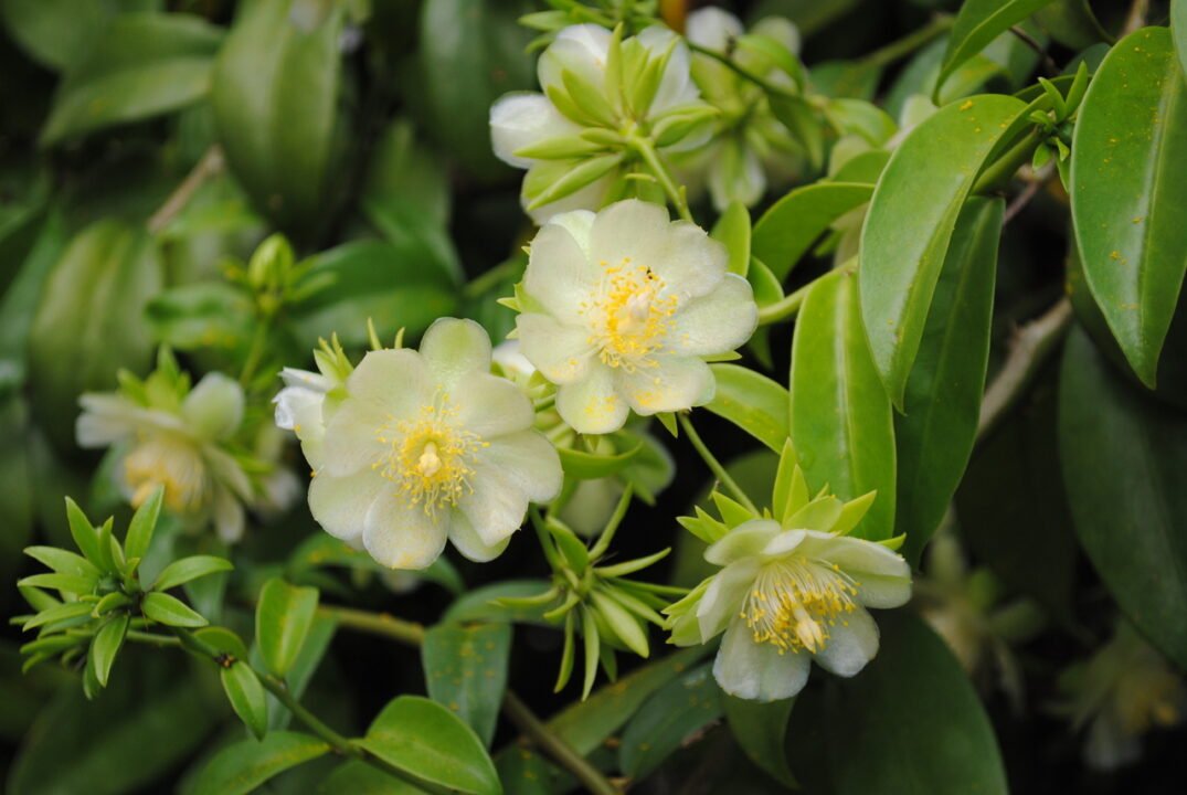 O sabor amargo que ajuda o corpo a combater inflamações e pode ser plantado em casa
