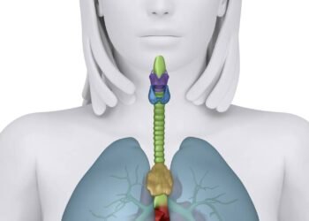 O órgão esquecido que fortalece a imunidade e pode ajudar a frear o câncer