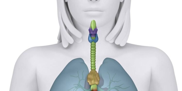 O pequeno órgão que perde força com a idade e pode impactar sua imunidade - Créditos: depositphotos.com / CLIPAREA