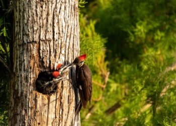 O que significa quando um pássaro-pica-pau aparece no seu quintal