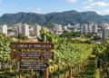 A 3ª melhor cidade do Brasil para morar produz 30% da uva de São Paulo e tem uma serra tombada pela Unesco