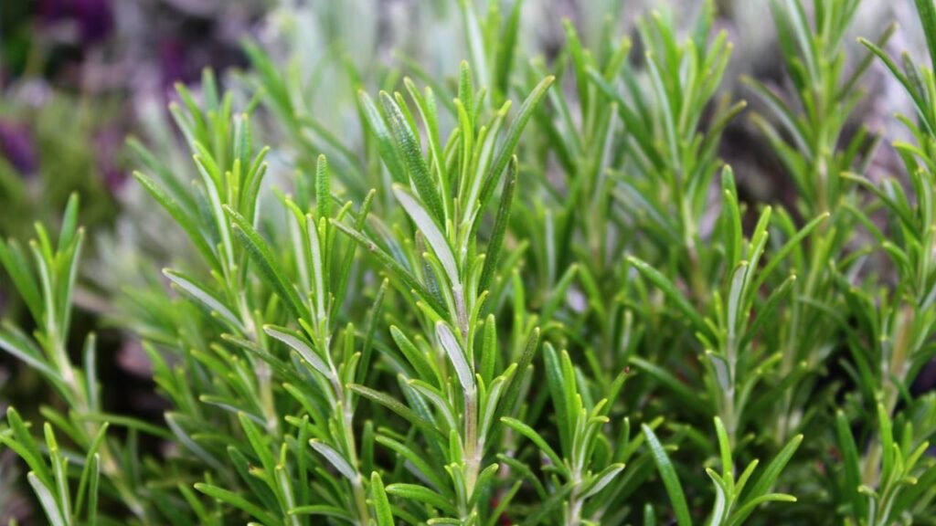 Ramo de erva verde que auxilia na saúde cognitiva