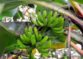 A fruta fácil de plantar que pode dar mais energia no dia a dia e crescer  bem no seu quintal