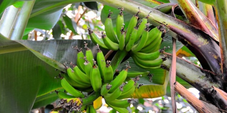 Para começar seu mini pomar, o primeiro passo é escolher o tipo de banana mais adequado ao espaço e ao clima da sua região - Créditos: depositphotos.com / heiko119