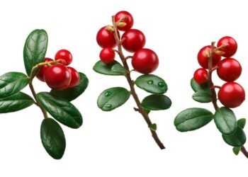 A planta usada contra infecção urinária que voltou a chamar atenção