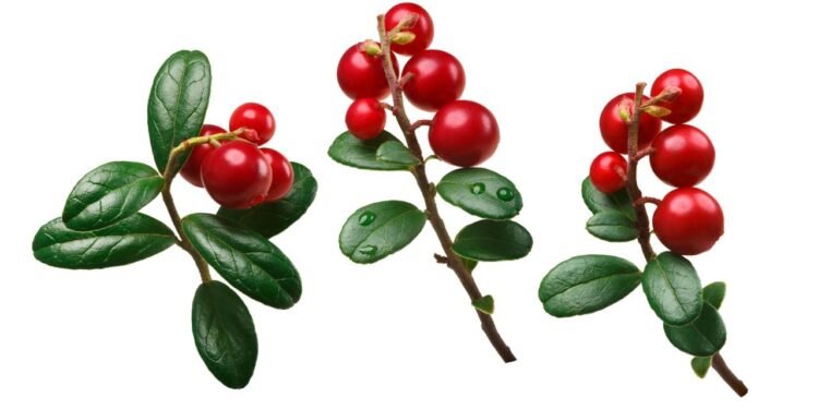 Uva-ursi pode ajudar a combater infecções urinárias naturalmente - Créditos: depositphotos.com / maxsol7