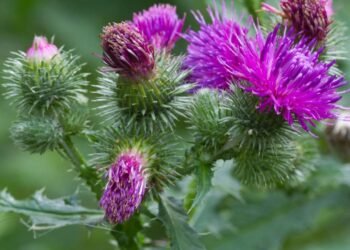 A planta mais poderosa para o fígado que ajuda a desintoxicar e proteger as células