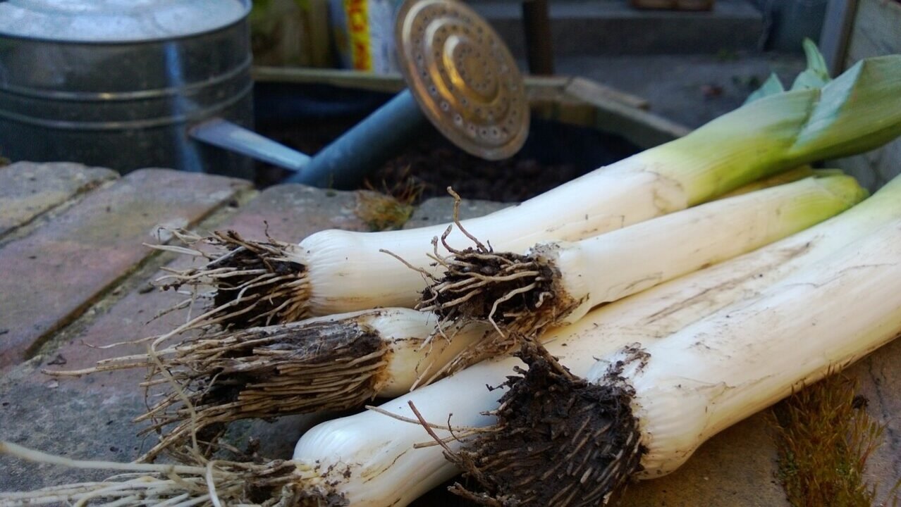 O alimento natural mais completo para fortalecer o intestino e reduzir riscos de câncer