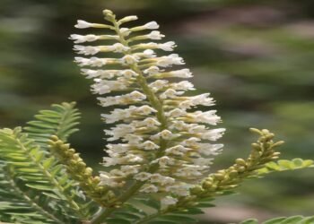 A planta pouco conhecida que reduz inflamação e pode ajudar rins e articulações