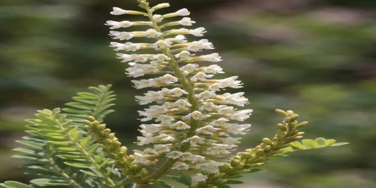 Pau-azul pode ajudar articulações e rins e quase ninguém conhece seus efeitos