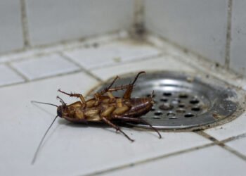 O que significa encontrar baratas de barriga pra cima no banheiro?