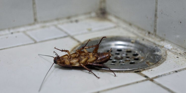 O que significa encontrar baratas de barriga pra cima no banheiro?