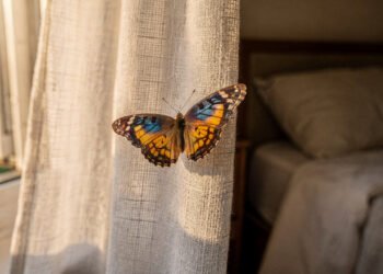 O que significa quando uma borboleta entra no quarto
