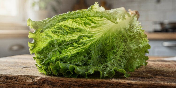 Essa folha crocante e leve pode ajudar na digestão e ainda contribuir para a hidratação do corpo
