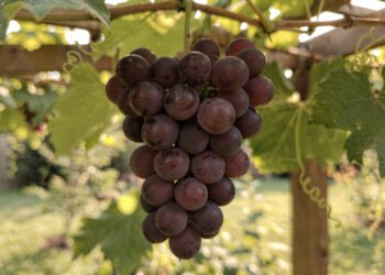 Muita gente está plantando essa fruta em casa por causa dos antioxidantes e da colheita fácil no quintal