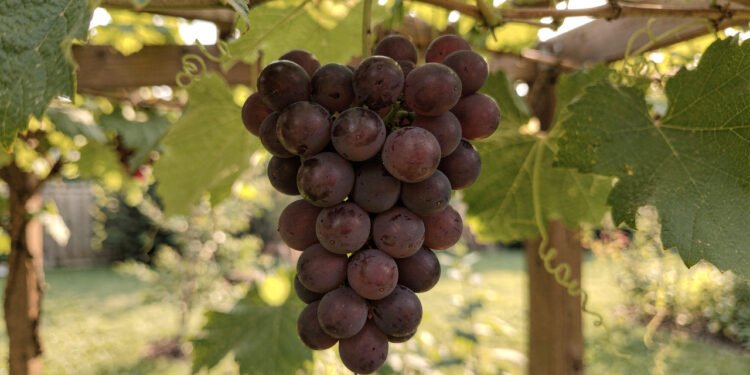 Muita gente está plantando essa fruta em casa por causa dos antioxidantes e da colheita fácil no quintal