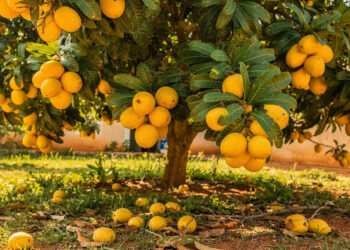 A fruta tropical do interior que pode ajudar na proteção celular e ainda gerar renda em casa