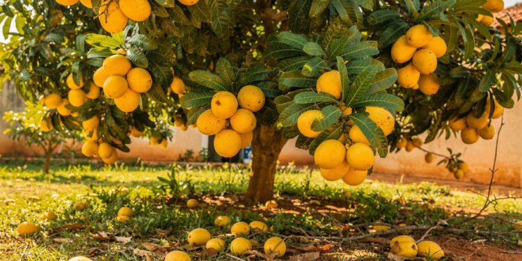 A fruta tropical do interior que pode ajudar na proteção celular e ainda gerar renda em casa