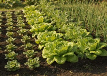 8 plantas companheiras que ajudam a prosperar a alface e o que não plantar por perto