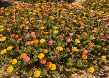 Essa flor se abre ao longo da manhã e cria um tapete colorido com quase nenhum esforço