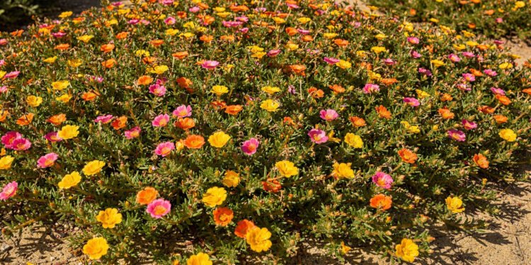 Essa flor se abre ao longo da manhã e cria um tapete colorido com quase nenhum esforço