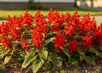 Essa flor vermelha transforma qualquer jardim em um cenário vivo com poucos cuidados