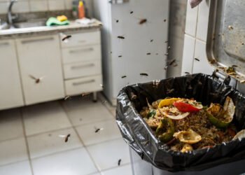 O que significa encontrar muitas moscas na cozinha de repente