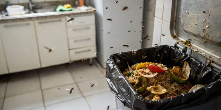 O que significa encontrar muitas moscas na cozinha de repente