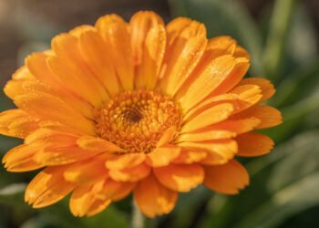 A flor alaranjada que pode ajudar na cicatrização e ainda embeleza o seu jardim