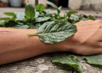 A folha simples que muita gente usava na infância para acalmar machucados e dores do dia a dia