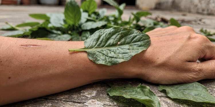 A folha simples que muita gente usava na infância para acalmar machucados e dores do dia a dia