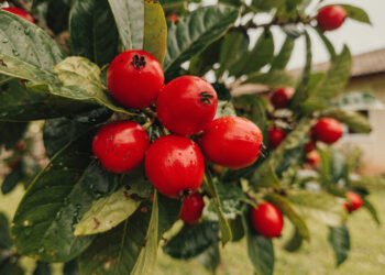 A fruta do quintal que pode ajudar a saúde também pode ser plantada facilmente em casa