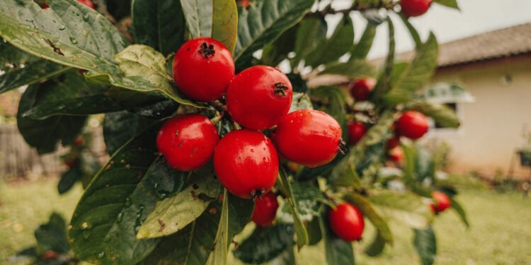 A fruta do quintal que pode ajudar a saúde também pode ser plantada facilmente em casa