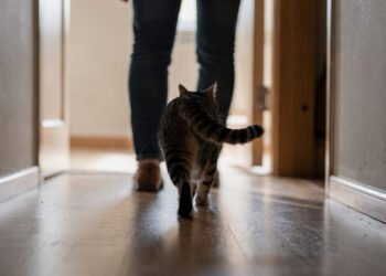 O que significa quando o gato segue a pessoa pela casa inteira