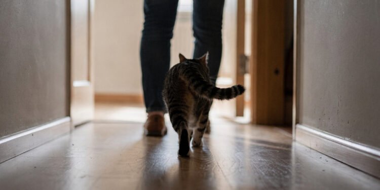 O que significa quando o gato segue a pessoa pela casa inteira