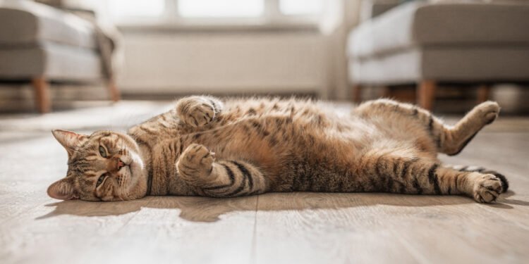 O que significa quando o gato dorme de barriga para cima