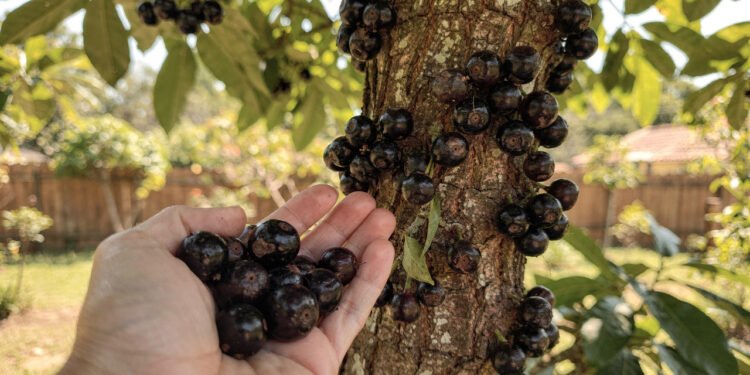 A fruta brasileira que pode ajudar na pressão e ainda crescer na sua varanda